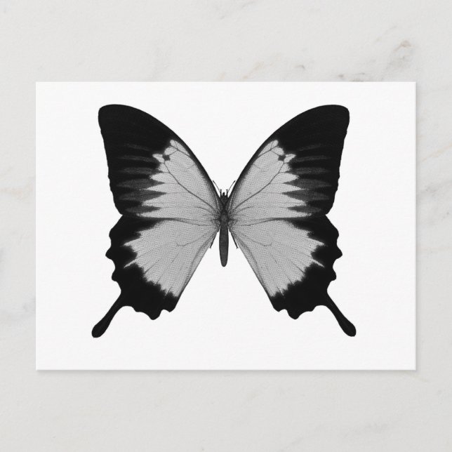 Big Grey & Black Butterfly Postcard (Front)