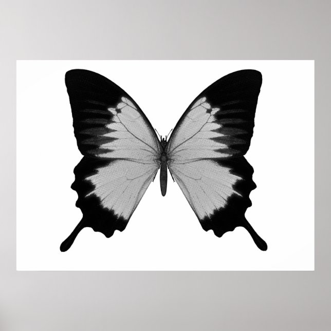 Big Grey & Black Butterfly Poster (Front)