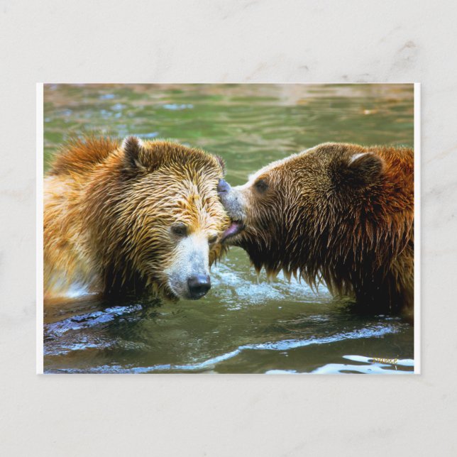 Big Grizzly Bear Kiss Postcard (Front)