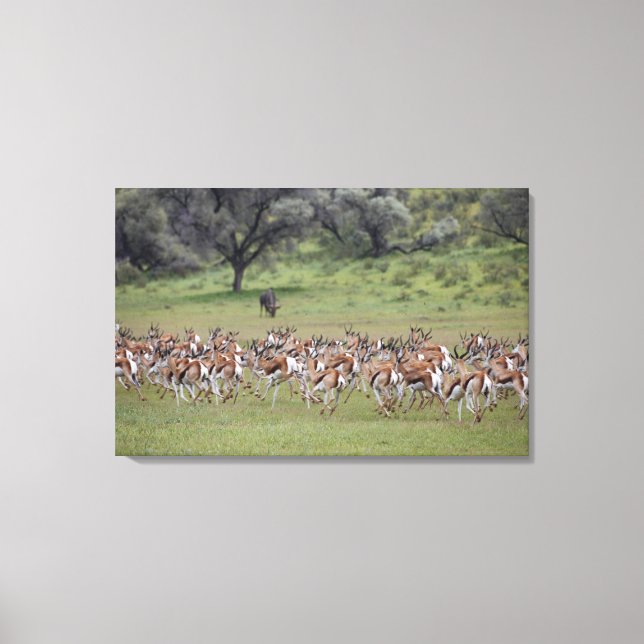 big herd of Springbock, Antidorcas marsupialis, Canvas Print (Front)