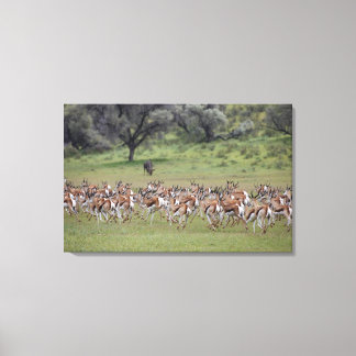 big herd of Springbock, Antidorcas marsupialis, Canvas Print
