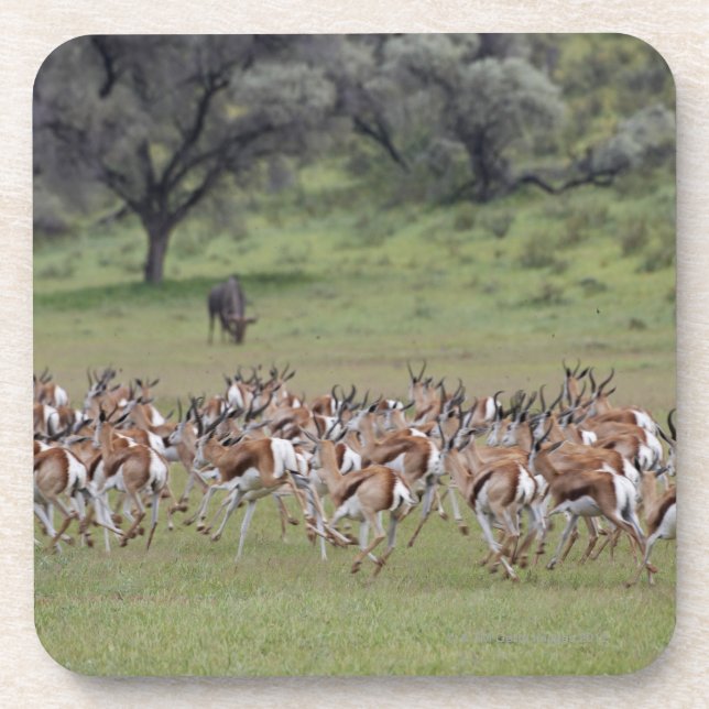 big herd of Springbock, Antidorcas marsupialis, Coaster (Front)