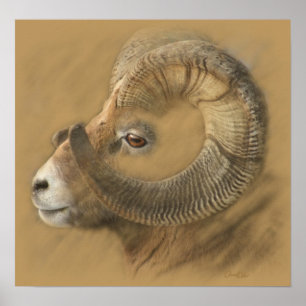 Big Horn Chalk Drawing Poster