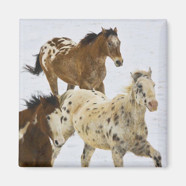 Big Horn Mountains, Horses running in the snow 4 Magnet (Front)