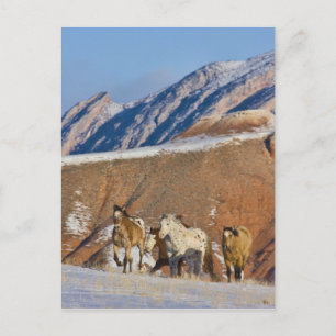 Big Horn Mountains, Horses running Postcard