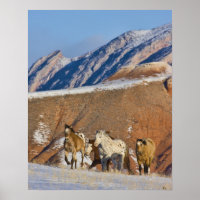 Big Horn Mountains, Horses running