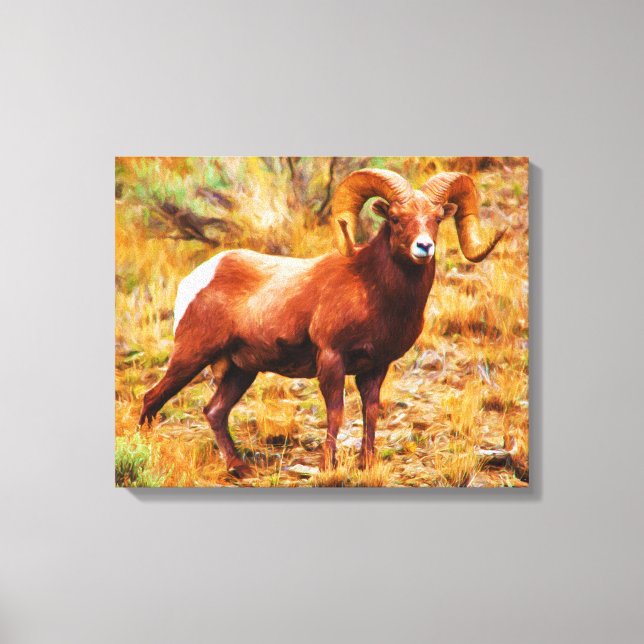 Big Horn Ram Canvas Print (Front)