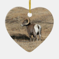 Big Horn Ram