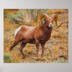 Big Horn Ram Poster