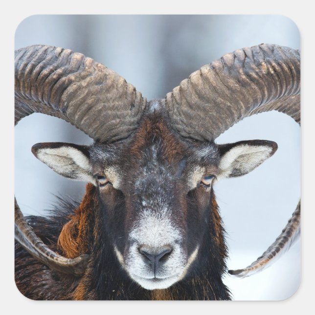 Big Horn Ram Sheep - Mouflon Square Sticker (Front)
