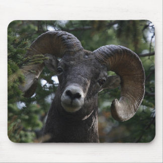 Big Horn Sheep1 Mouse Pad