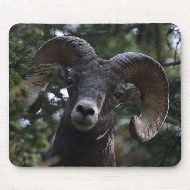 Big Horn Sheep1 Mouse Pad (Front)