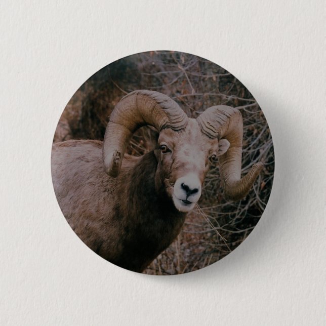 Big Horn Sheep 6 Cm Round Badge (Front)