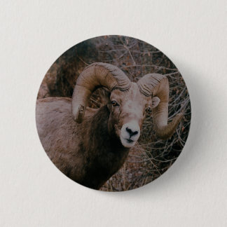 Big Horn Sheep 6 Cm Round Badge