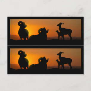 Big Horn Sheep Book markers Postcard
