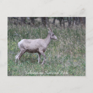 Big Horn Sheep, Female, Yellowstone Postcard