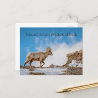 Big Horn Sheep Grand Teton National Park