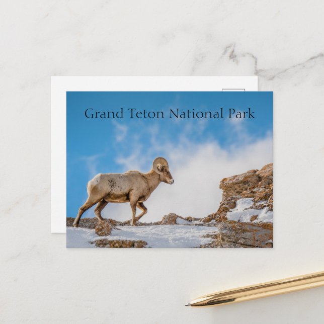 Big Horn Sheep Grand Teton National Park Postcard (Front/Back In Situ)