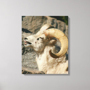 Big Horn Sheep Laughing Canvas Print