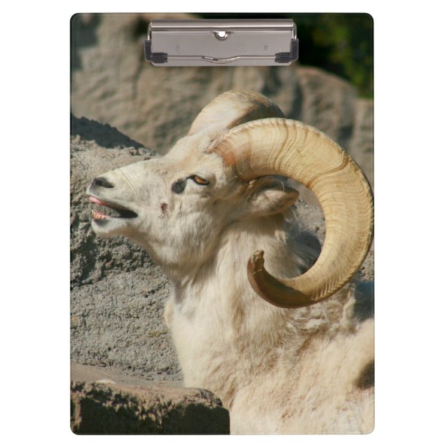 Big Horn Sheep Laughing Clipboard (Front)
