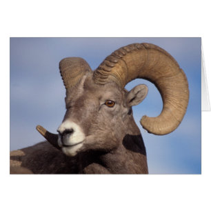 big horn sheep, mountain sheep, Ovis canadensis,
