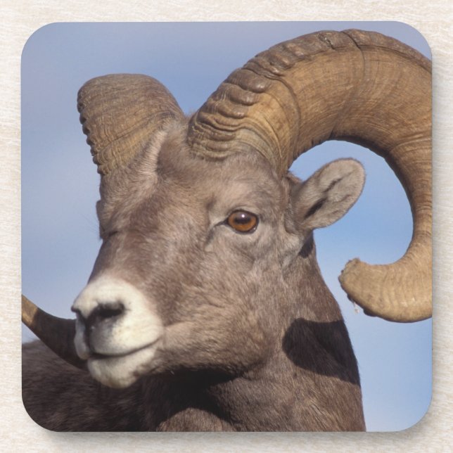 big horn sheep, mountain sheep, Ovis canadensis, Coaster (Front)