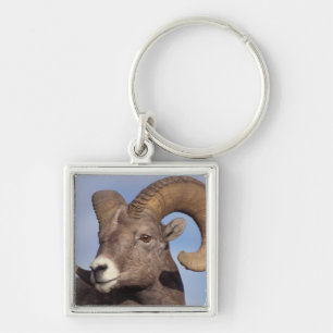 big horn sheep, mountain sheep, Ovis canadensis, Key Ring