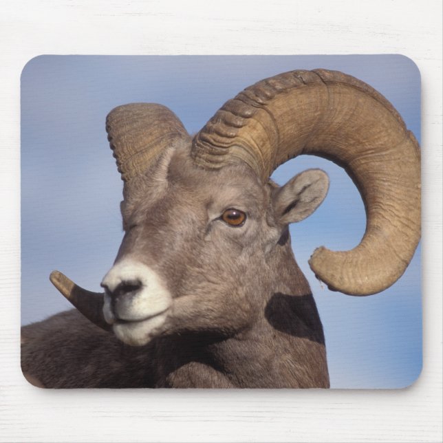 big horn sheep, mountain sheep, Ovis canadensis, Mouse Pad (Front)