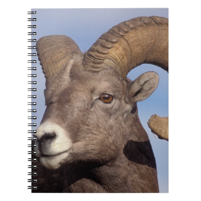 big horn sheep, mountain sheep, Ovis canadensis, Notebook (Front)