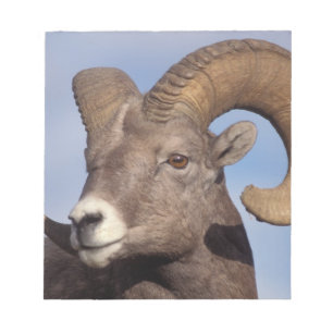 big horn sheep, mountain sheep, Ovis canadensis, Notepad