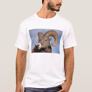 big horn sheep, mountain sheep, Ovis canadensis, T-Shirt