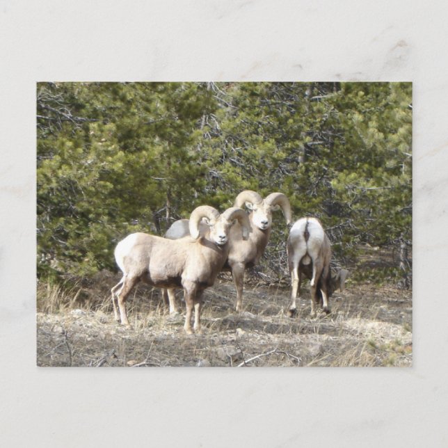 Big Horn Sheep Trio Postcard (Front)