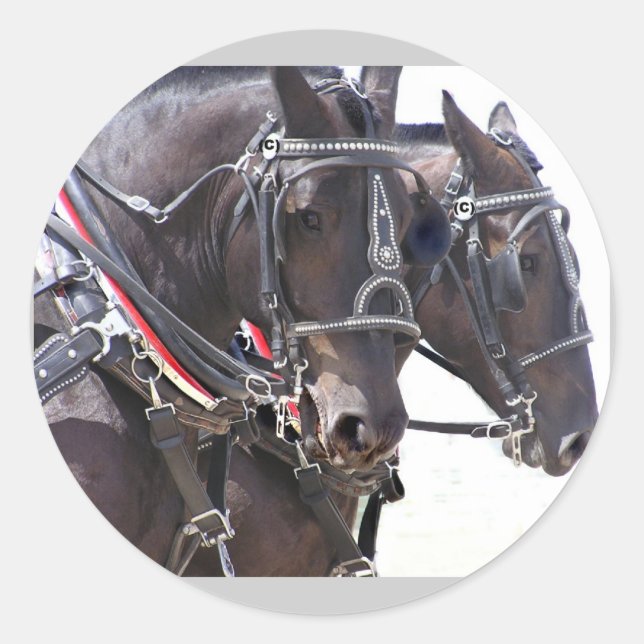 Big Horses Stickers (Front)