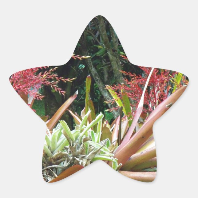 Big Island of Hawaii Botanical Gardens Star Sticke Sticker (Front)