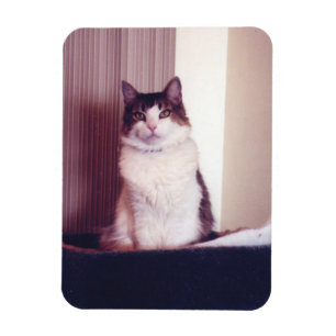 Big Kitty  Magnet