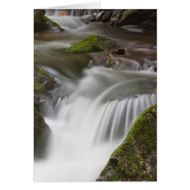 Big Laurel Branch (Front)