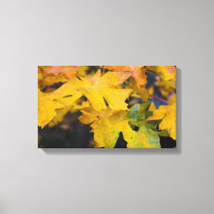 Big Leaf Maple Wrapped Canvas 2