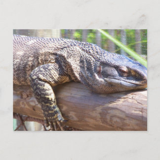 big lizard on log close up postcard