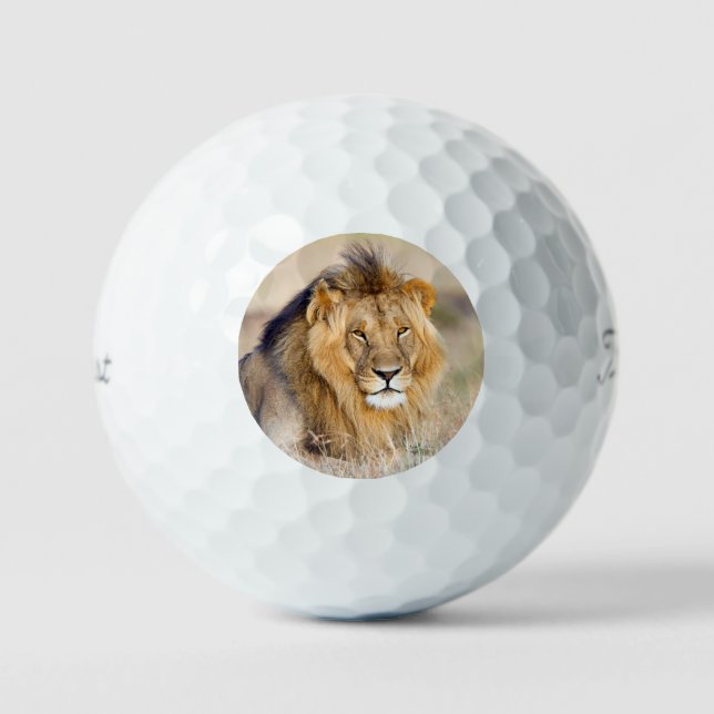 Big majestic lion wild animal photo golf balls (Front)