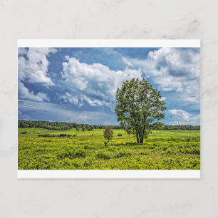 Big Meadows Postcard