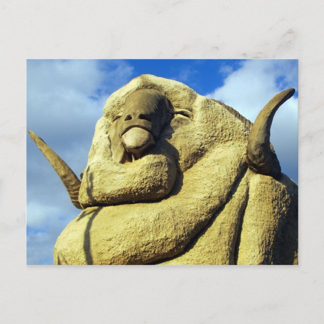 big merino face postcard (Front)