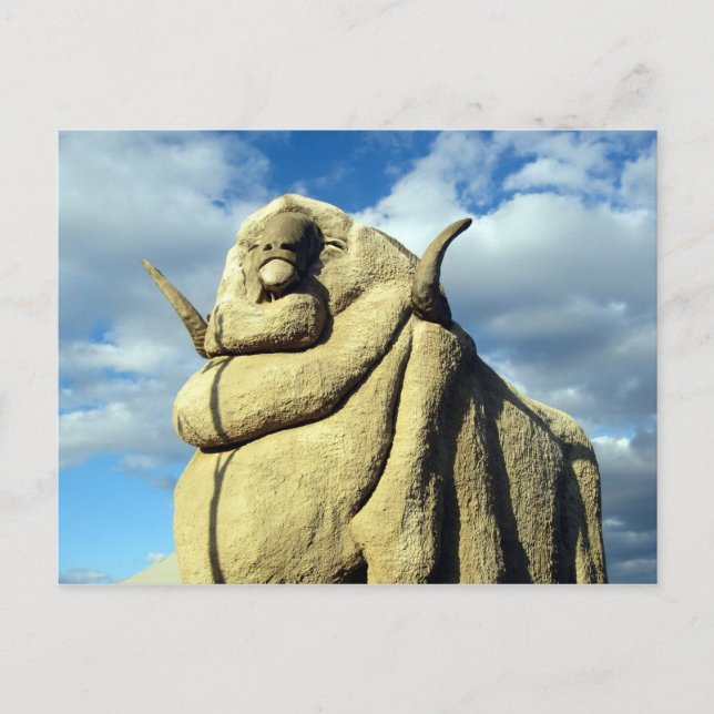 big merino sheep postcard (Front)