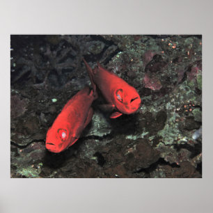 Big 'Ol Pair of Bigeyes Poster