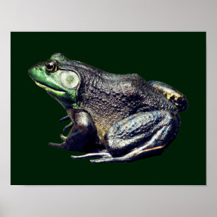 Big Old Bullfrog Nature Poster