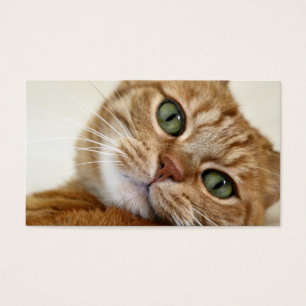 Big Orange Kitty