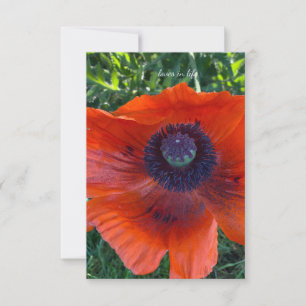 Big Orange Oriental Poppy Card