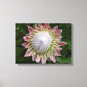 Big Pink and White Flower Nature Photo Canvas Print