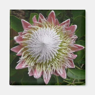 Big Pink and White Flower Nature Photo Magnet