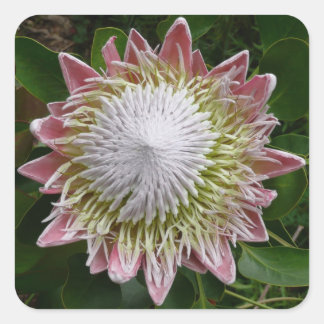 Big Pink and White Flower Nature Photo Square Sticker