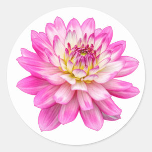 Big Pink Dahlia Classic Round Sticker